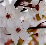 Cherry Blossom Meadows Kennewick Washington