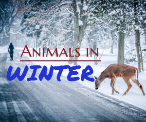 Saturdays at the Museum Presents Animals in Winter at The REACH Museum in Richland, WA 