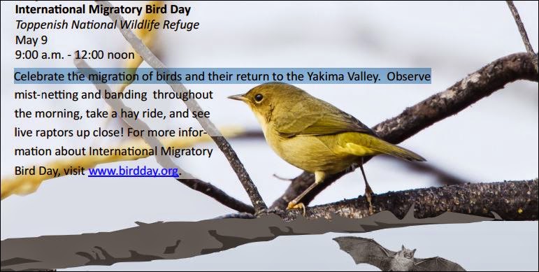 International Migratory Bird Day Toppenish National Wildlife Refuge