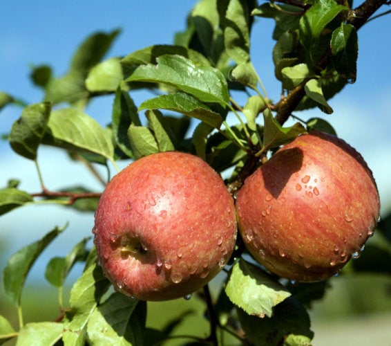 Benton City Washington Homes for Sale & Real Estate 99320