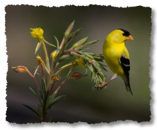 Tri-City's Willow Goldfinch