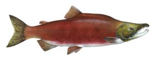 pacific salmon | steelhead trout