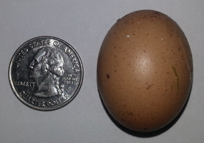 Tiny Chicken Egg
