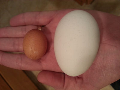 Small Chicken Egg