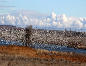 Winter Birds at McNary National Wildlife Refuge