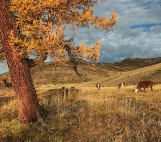 Prosser Washington 99350 Homes For Sale And Real Estate