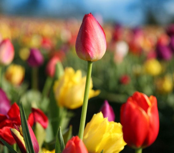 Badger Mountain Homes for Sale and Real Estate in South Richland Washington